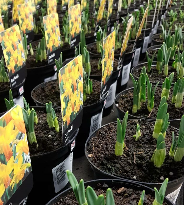 Spring Bulbs Dunston Hall Garden Centre