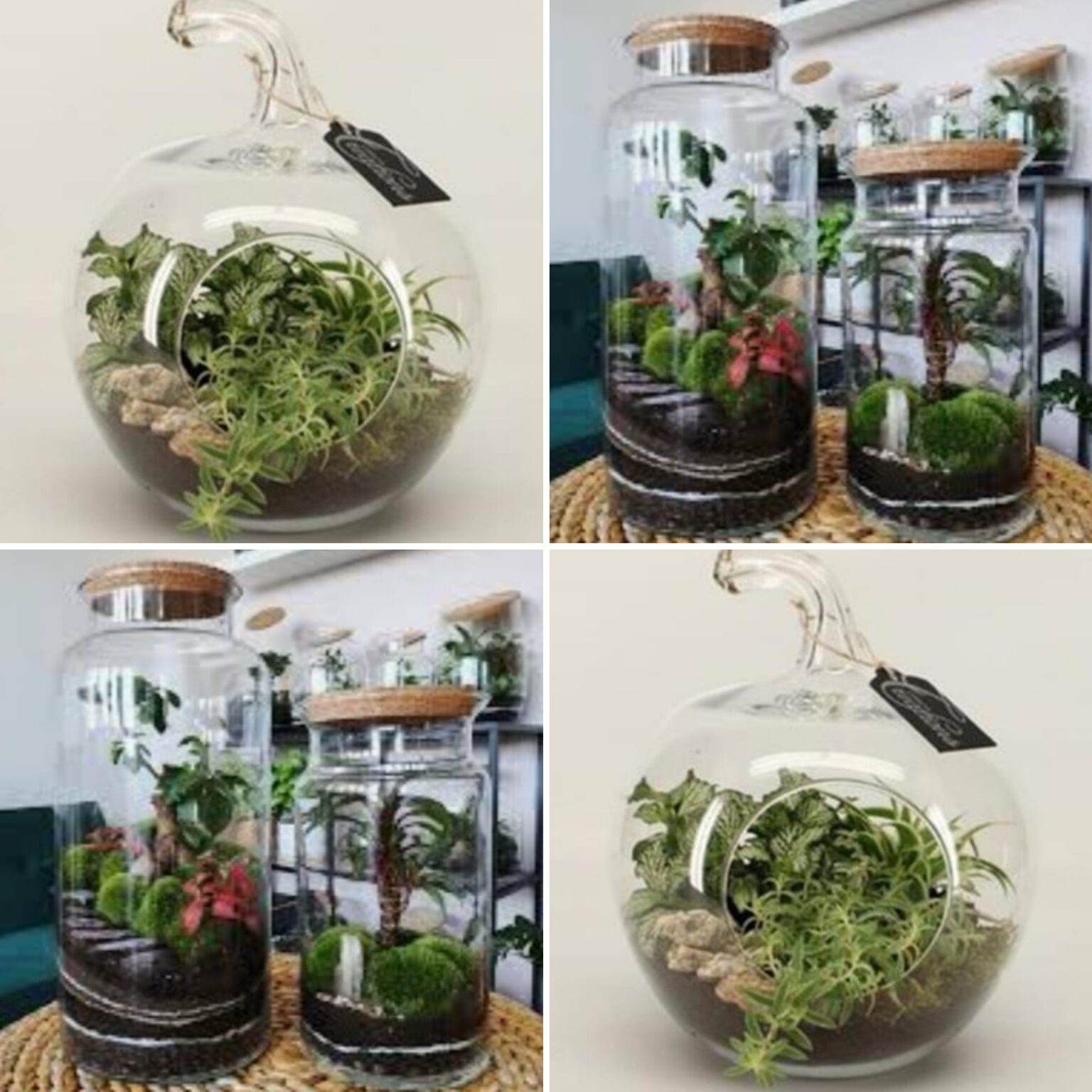 Terrariums Dunston Hall Garden Centre